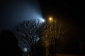 Beautiful night landscape. Trees illuminated by lanterns.