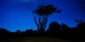 Beautiful night photo of a strangely shaped tree and stars in the background in Punakaiki, New Zealand