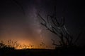 Beautiful night sky with milky way and silhoutte of old dead tree in a national park.