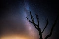 Beautiful night sky with milky way and silhoutte of old dead tree in a national park. Royalty Free Stock Photo