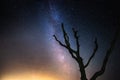 Beautiful night sky with milky way and silhoutte of old dead tree in a national park.