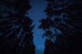 A beautiful night sky, the Milky Way and trees Royalty Free Stock Photo