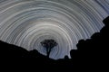 A beautiful night sky photograph of a silhouetted Quiver Tree Royalty Free Stock Photo