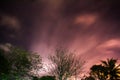 Beautiful night sky and tree. Royalty Free Stock Photo