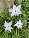 beautiful nira Japanese flowers with white and blue 6 petals and yellow pollen blooming in field