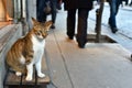 Beautiful Noble Cat Sitting and Looking People