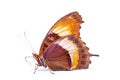 Beautiful Noble Leafwing butterfly isolated on a white background. Side view