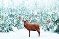 Beautiful Noble Red Deer male with big horns and Christmas tree with decoration in the snow in the festive winter forest.