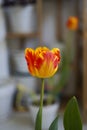 A beautiful noble red tulip in the room