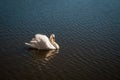 Beautiful noble white wild swan