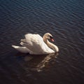 Beautiful noble white wild swan