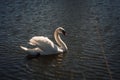 Beautiful noble white wild swan