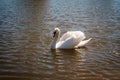 Beautiful noble white wild swan