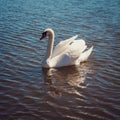 Beautiful noble white wild swan