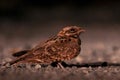 Beautiful nocturnal bird Indian Nightjar Caprimulgus asiaticus belonging to family Caprimulgidae of order Strigiformes