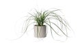 Beautiful Nolina plant in pot isolated on white. House decor