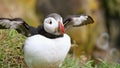 Puffin amazing nordic bird