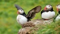 Puffin amazing nordic bird