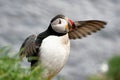 Puffin amazing nordic bird