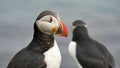 Puffin amazing nordic bird