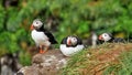 Puffin amazing nordic bird