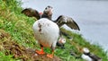 Puffin amazing nordic bird