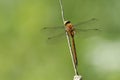 A beautiful Norfolk Hawker Dragonfly Anaciaeschna isoceles perching on a bulrush.