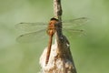 A beautiful Norfolk Hawker Dragonfly Anaciaeschna isoceles perching on a bulrush.