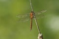 A beautiful Norfolk Hawker Dragonfly Anaciaeschna isoceles perching on a bulrush.