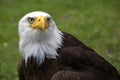 Beautiful north american bald eagle Royalty Free Stock Photo