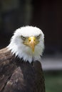 Beautiful north american bald eagle Royalty Free Stock Photo