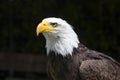 Beautiful north american bald eagle Royalty Free Stock Photo
