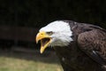 Beautiful north american bald eagle Royalty Free Stock Photo