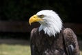 Beautiful north american bald eagle