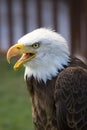 Beautiful north american bald eagle Royalty Free Stock Photo