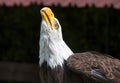 Beautiful north american bald eagle Royalty Free Stock Photo