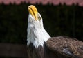 Beautiful north american bald eagle