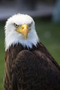 Beautiful north american bald eagle Royalty Free Stock Photo