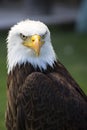 Beautiful north american bald eagle