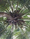 beautiful north sulawesi coconut trees