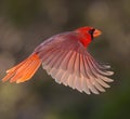 Northern Cardinal male is shown in mid-flight Royalty Free Stock Photo