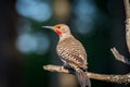 Northern flicker ` Colaptes auratus ` Royalty Free Stock Photo