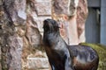 Beautiful Northern fur seal - Callorhinus ursinus Royalty Free Stock Photo