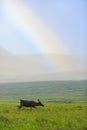 Beautiful northern landscape with a wild reindeer in the tundra and a rainbow Royalty Free Stock Photo