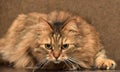 Norwegian forest brown cat