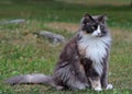 Beautiful norwegian forest cat with alert expression Royalty Free Stock Photo