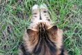 Detail of a beautiful norwegian forest cat from above