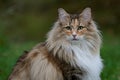 A beautiful norwegian forest cat female with alert expression