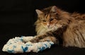 A beautiful norwegian forest cat female with black background Royalty Free Stock Photo
