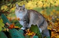 A beautiful norwegian forest cat female Royalty Free Stock Photo